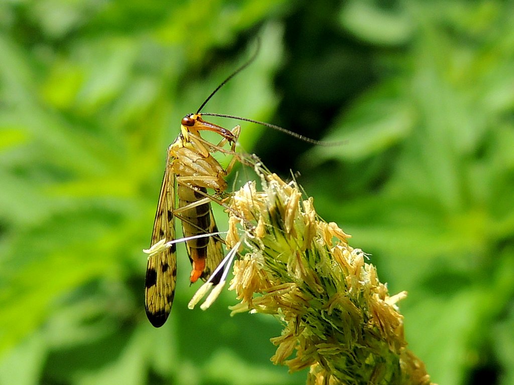 Gemeine Skorpionsfliege (Panorpa communis)♂, hat etwas fressbares gefunden;120528