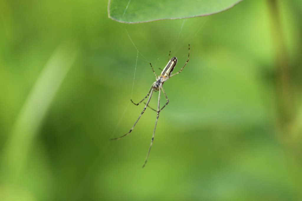 Gemeine Streckerspinne (Tetragnatha extensa) am 21.5.2010 in Groheringen.