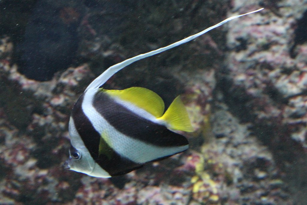 Gemeine Wimpelfisch (Heniochus acuminatus) am 12.3.2010 im Zooaquarium Berlin.