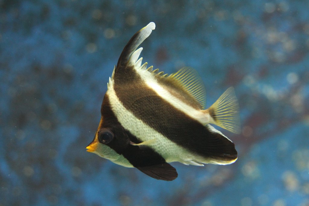 Gemeine Wimpelfisch (Heniochus acuminatus) am 19.3.2010 im Zooaquarium Basel.