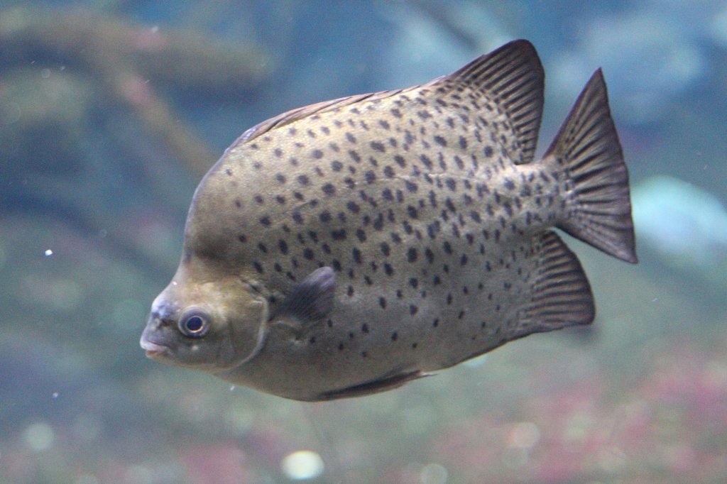 Gemeiner Argusfisch (Scatophagus argus) am 12.3.2010 im Zooaquarium Berlin.