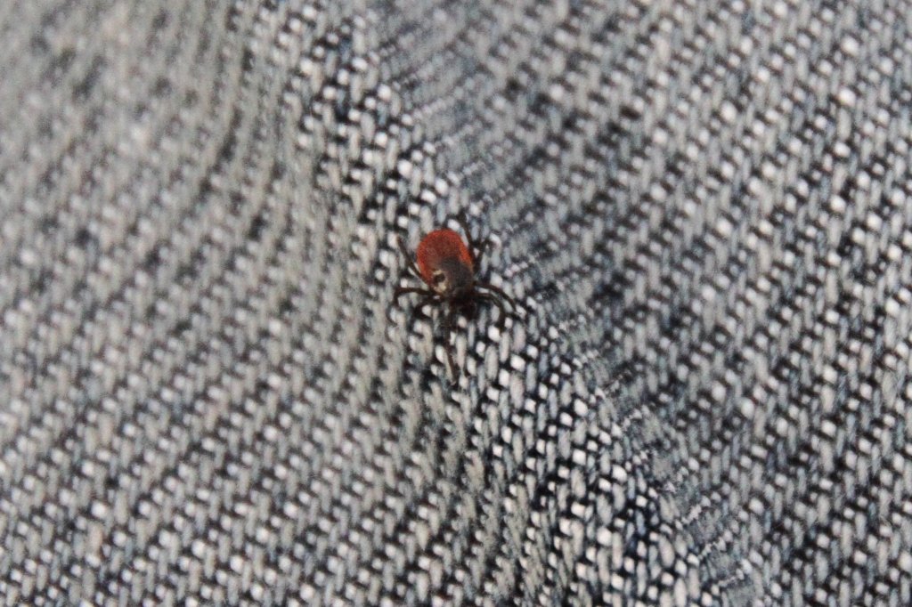 Gemeiner Holzbock oder auch Zecke (Ixodes ricinus) zum Glck noch Aussen auf meiner Hose. 29.4.2010 bei Groheringen.