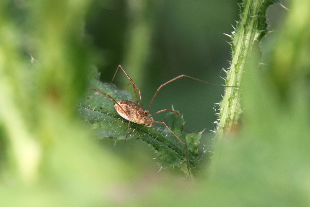 Gemeiner Weberknecht (Phalangium opilio) am 23.6.2010 in Kleinheringen