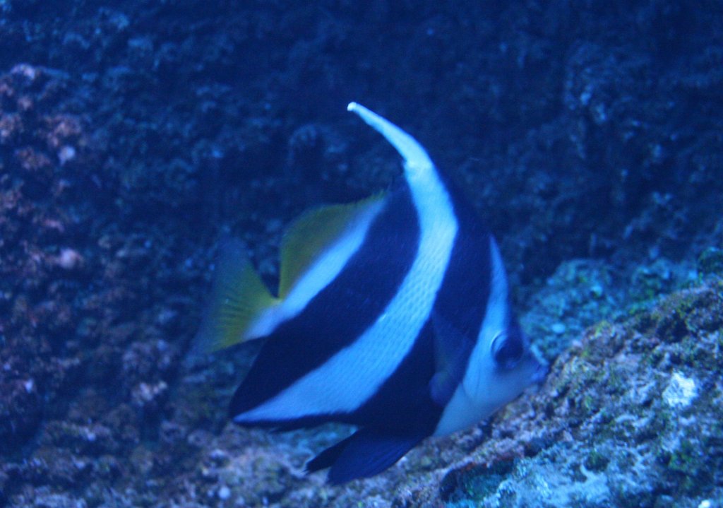 Gemeiner Wimpelfisch (Heniochus acuminatus) am 10.1.2010 im Sea Life Berlin.