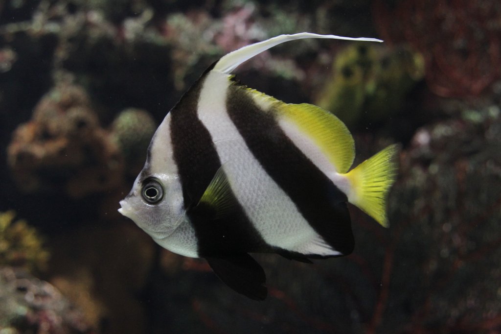 Gemeiner Wimpelfisch (Heniochus acuminatus) am 25.9.2010 im Toronto Zoo.
