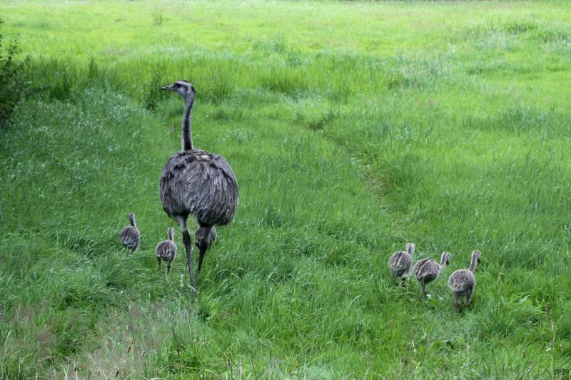 Gemeinsam geht es jetzt weiter durch das saftige Grn mit schmackhaften Wrmern und Insekten zur Wakenitz-Aue. Schattin (NWM), 16.07.2011