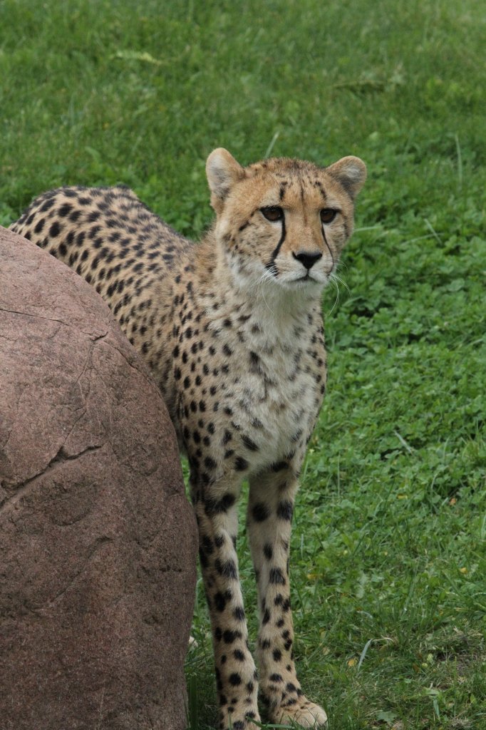 Gepard (Acinonyx jubatus) am 25.9.2010 im Toronto Zoo.
