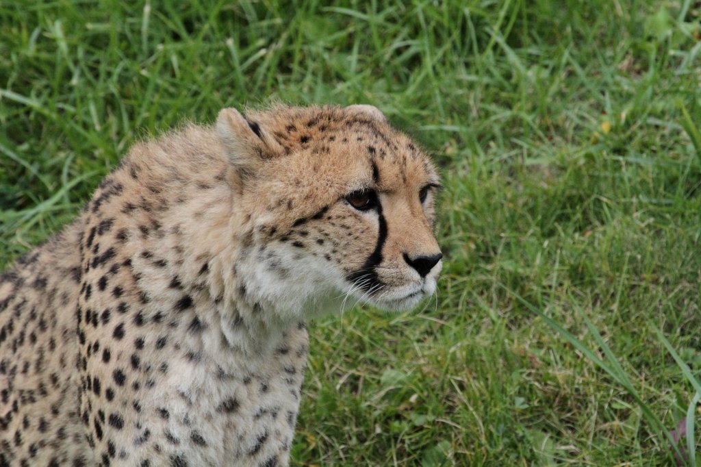 Gepard (Acinonyx jubatus) am 25.9.2010 im Toronto Zoo.
