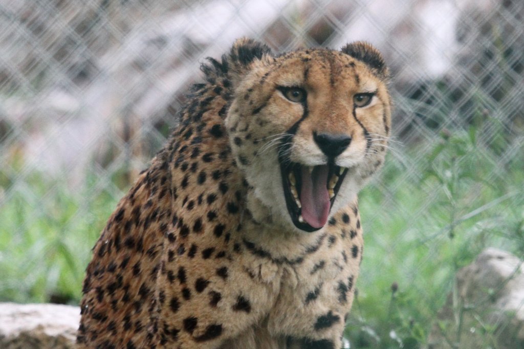 Gepard am 2.10.2010 in der African Lion Safari in Cambridge,Ont.