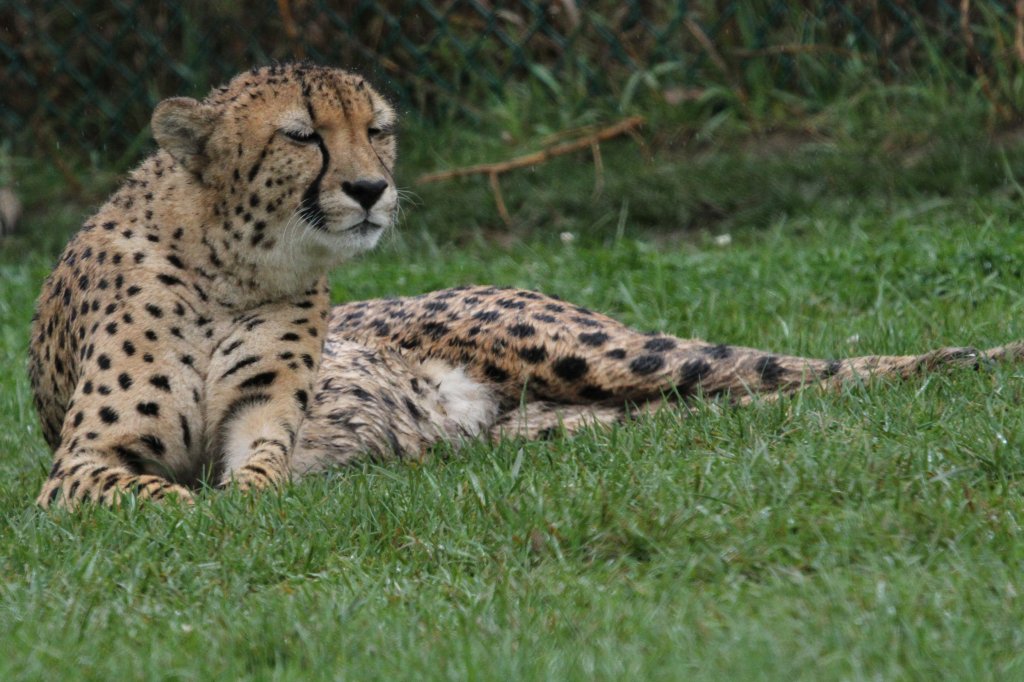 Gepard am 2.10.2010 in der African Lion Safari in Cambridge,Ont.