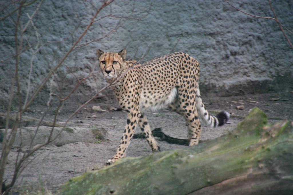 Gepard beim Spaziergang. Tierpark Berlin am 13.12.2009.