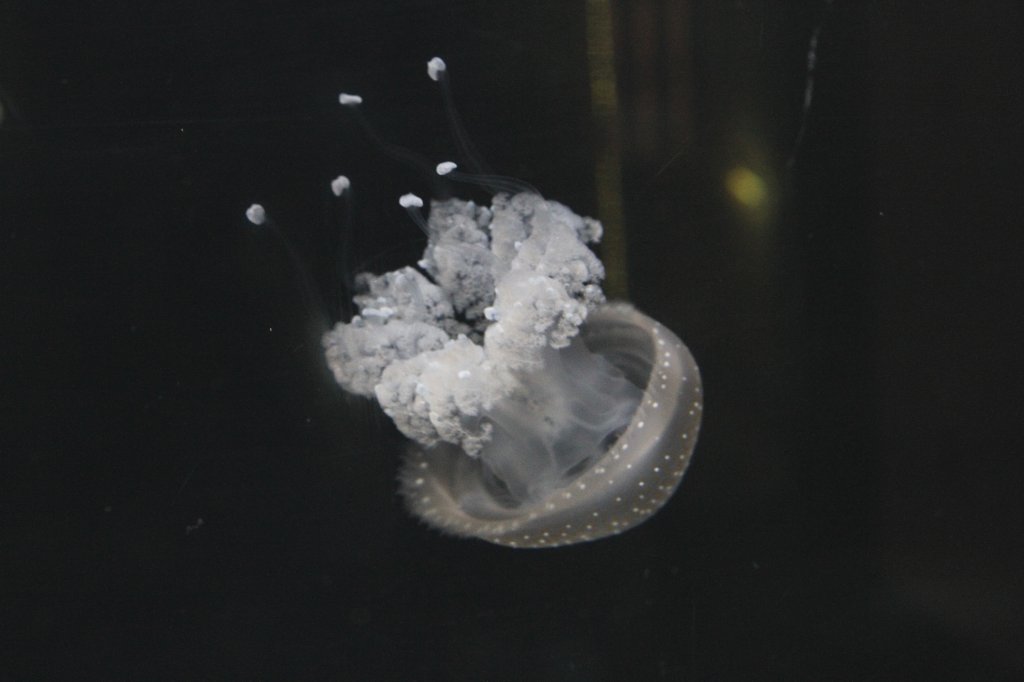 Gepunktete Wurzelmundqualle (Phyllorhiza punctata) am 12.3.2010 im Zooaquarium Berlin.