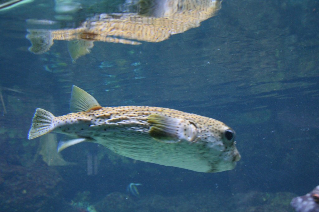 Gepunkteter Igelfisch (Diodon hystrix) am 12.12.2009 im Aquarium des Berliner Zoos. Dieses Exemplar ist das einzigste, welches in Europischen Zoos gehalten wird.