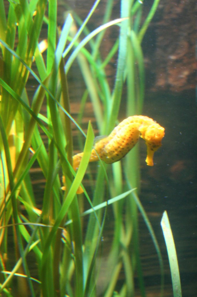 Gepunktetes Seepferdchen (Hippocampus Reidi) am 10.1.2010 im Sea Life Berlin.