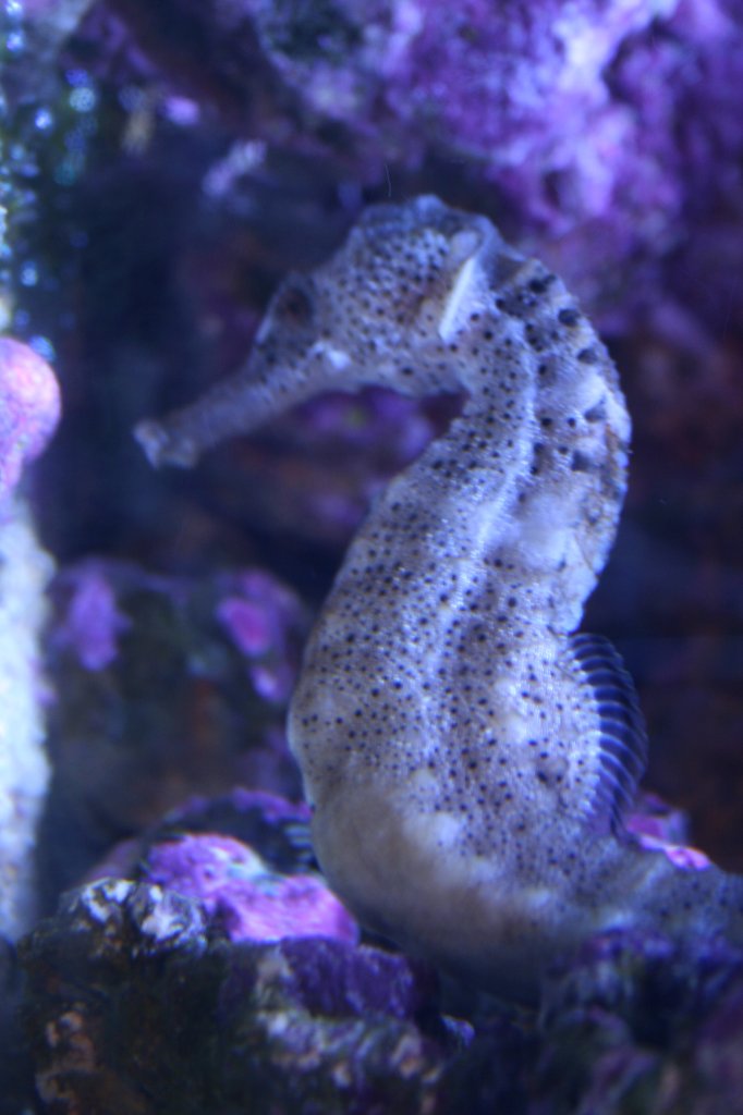 Gepunktetes Seepferdchen (Hippocampus reidi) im Skansen-Aquarium am 13.12.2008.

