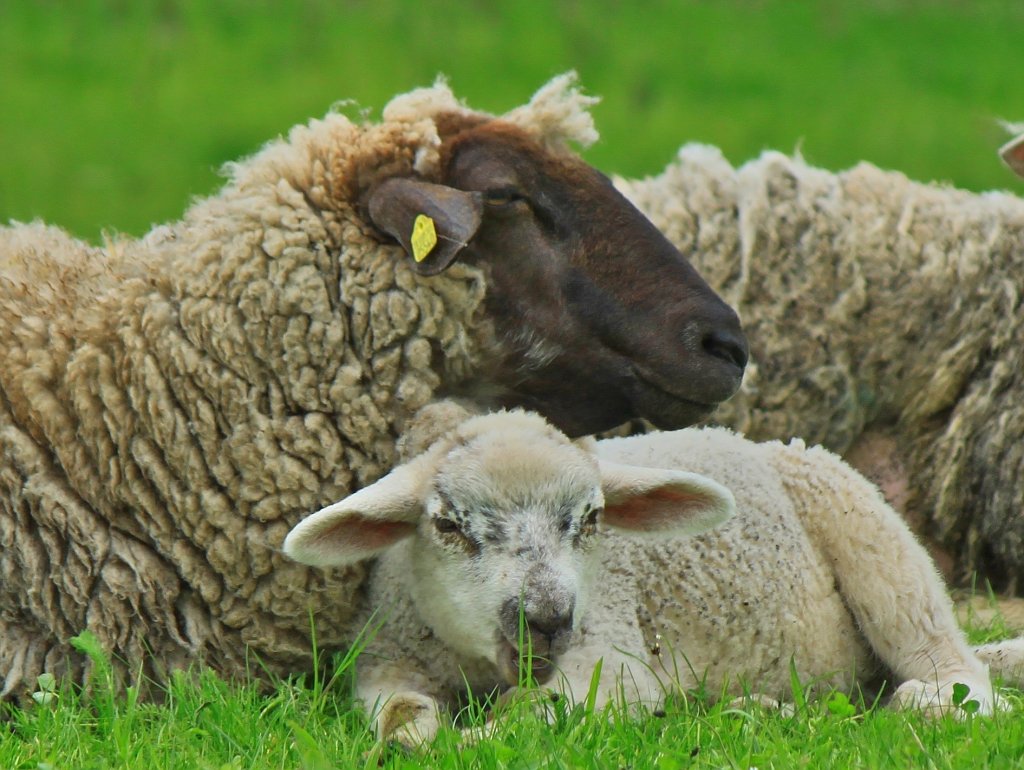 Geschtzt von seiner Mutter ruht das Lmmchen auf einer Wiese hinter dem Aachener Klinikum, gesehen am 03.05.2012.