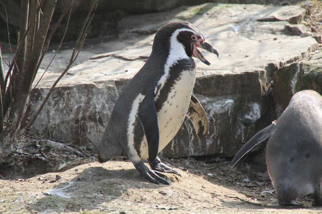 Geschwätziger Humboldt-Pinguin (Spheniscus humboldti) am 11.3.2010 im Zoo Berlin.