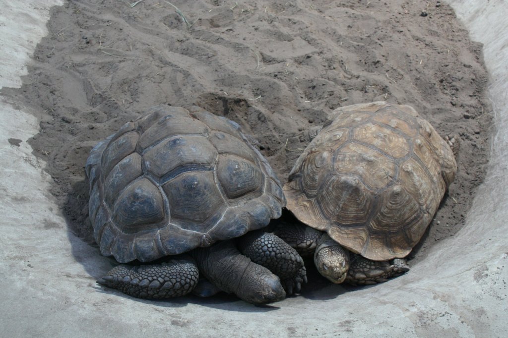 Geselliges beisammensein zwischen einer Spornschildkrte (Geochelone sulcata) rechts und einer Aldabra-Riesenschildkrten (Aldabrachelys gigantea) links. Tierpark Berlin am 13.12.2009.