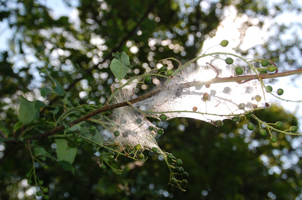 Gespinnstfalterraupen......im Netz an einem Busch an einem Feldweg in Lnne Hede in Dnemark. 12.6.2011