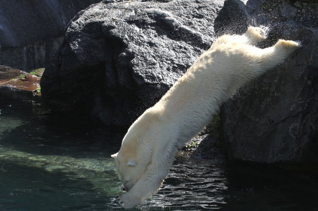Gestreckt und mit geschlossenen Augen wird gekonnt ins Wasser gehechtet. Zoo Sauvage de Saint-Flicien,QC am 18.9.2010.