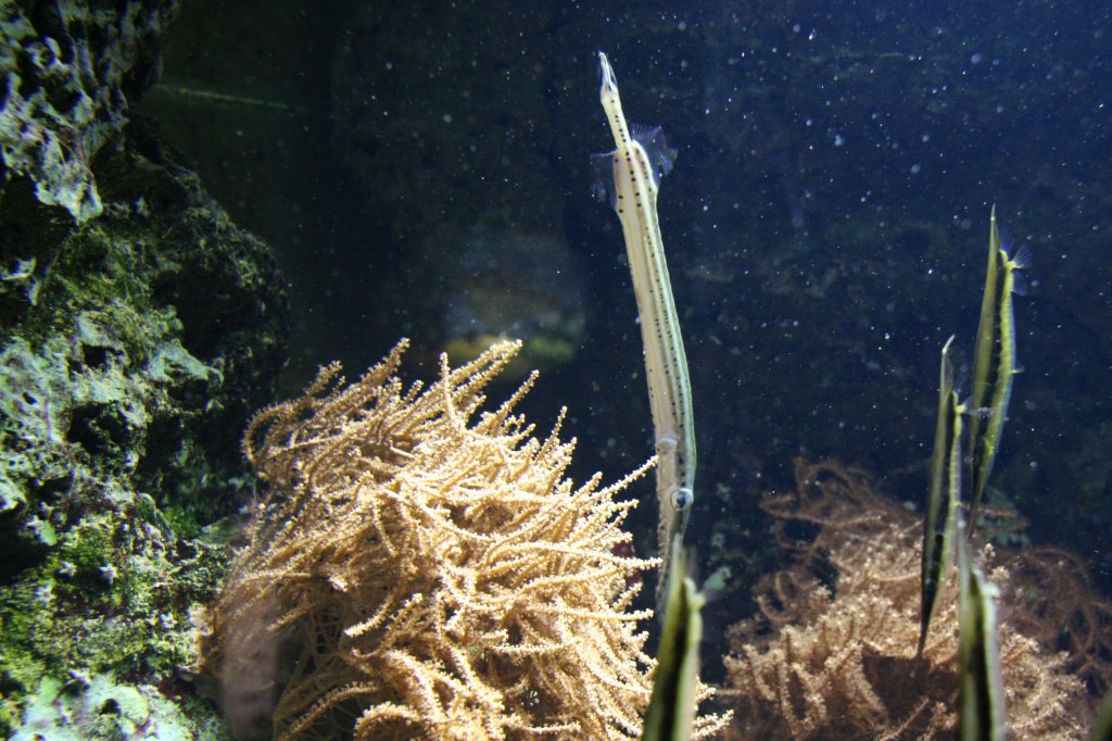 Gestreifter Schnepfenmesserfisch (Aeolisgus stringatus) am 12.12.2009 im Aquarium des Berliner Zoos.