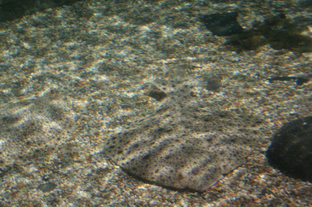 Getarnter Steinbutt (Psetta maxima) am 10.1.2010 im Sea Life Berlin.