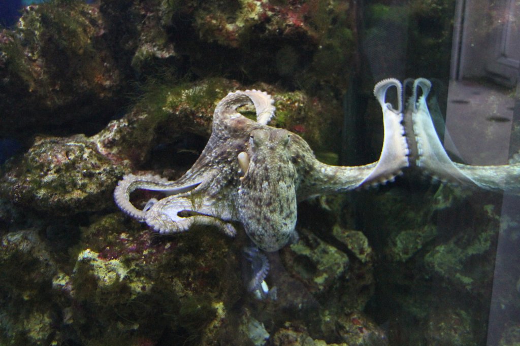 Gewhnliche Krake (Octopus vulgaris) am 9.2.2010 im Vivarium Karlsruhe.