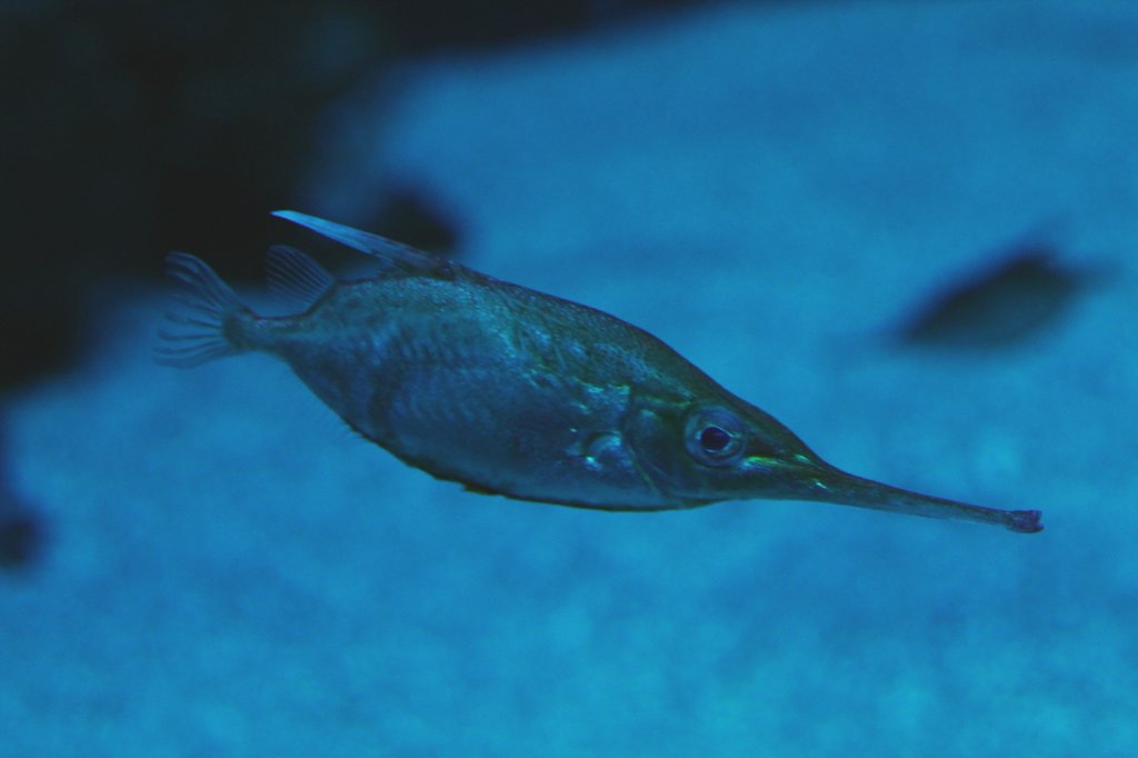 Gewhnliche Schnepfenfisch (Macroramphosus scolopax) am 19.3.2010 im Zooaquarium Basel.