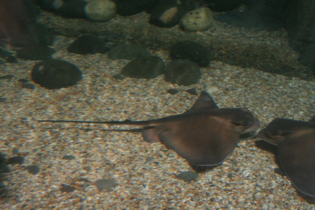 Gewhnlicher Adlerrochen (Myliobatis aquila) am 10.1.2010 im Sea Life Berlin.