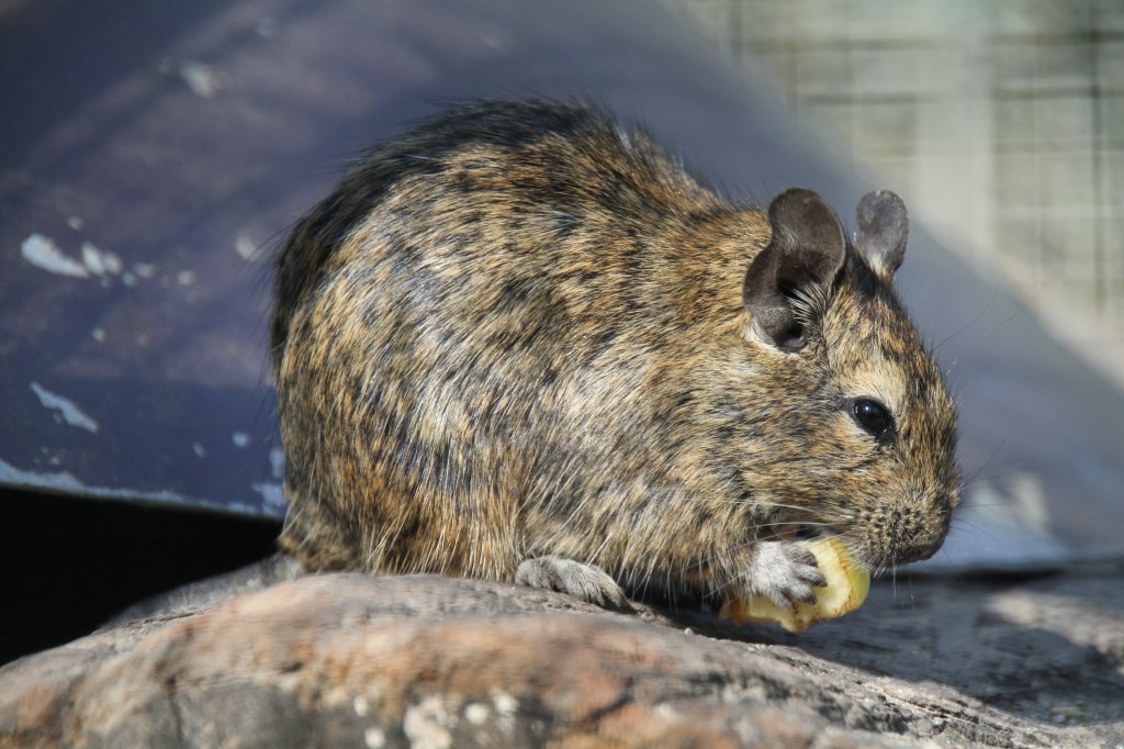 Gewhnlicher Degu (Octodon degus) am 18.4.2010 im Tierpark Berlin.