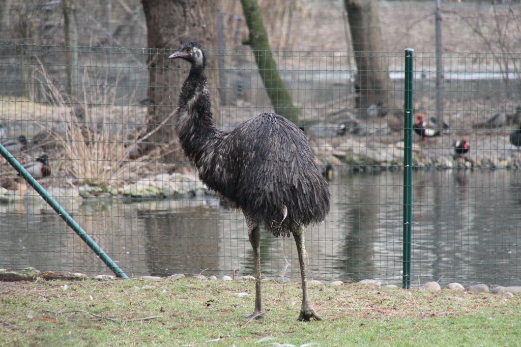 Gewhnlicher Nandu (Rhea americana) am 9.2.2010 im Zoo Karlsruhe.