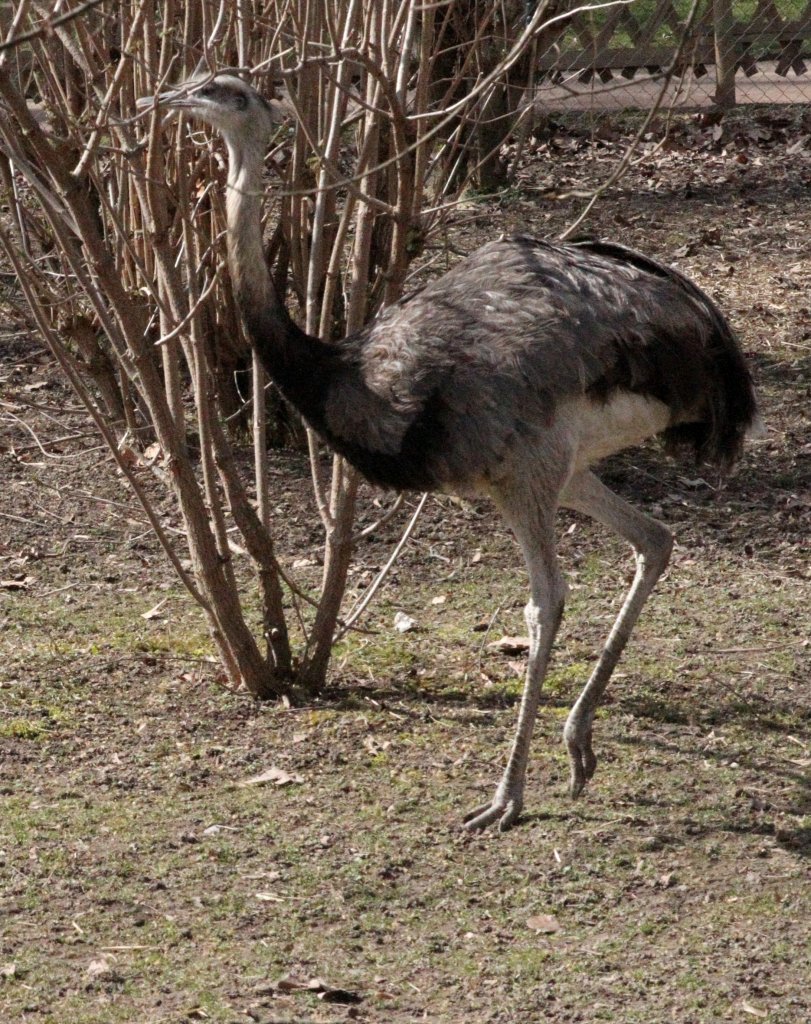 Gewhnlicher Nandu (Rhea americana) am 18.3.2010 in der Orangerie in Strasbourg.