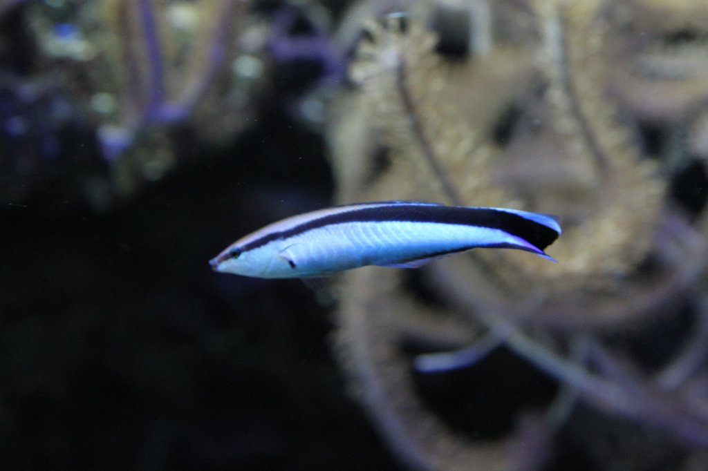 Gewhnlicher Putzerfisch (Labroides dimidiatus) am 19.3.2010 im Zooaquarium Basel.