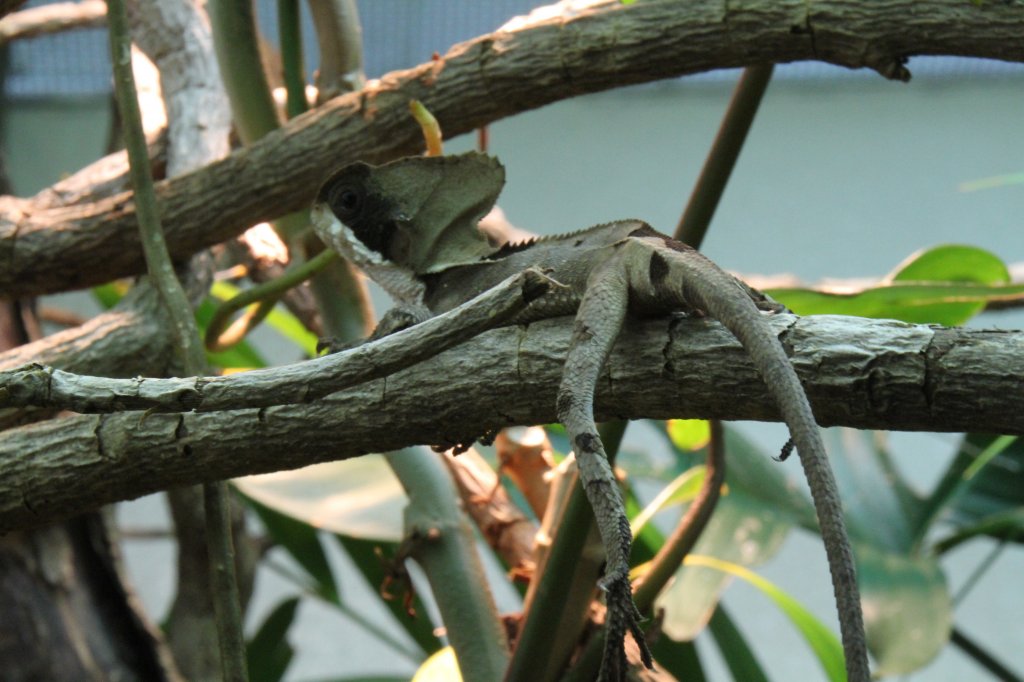 Gezackter Helmleguan oder auch Mexikanischer Helmleguan (Corytophanes hernandesii) am 9.2.2010 im Vivarium Karlsruhe.