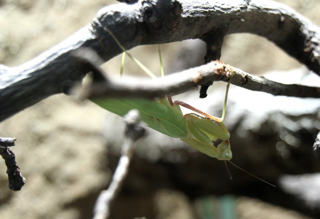 Ghana-Gottesanbeterin (Sphodromantis lineola) am 12.3.2010 im Zooaquarium Berlin.