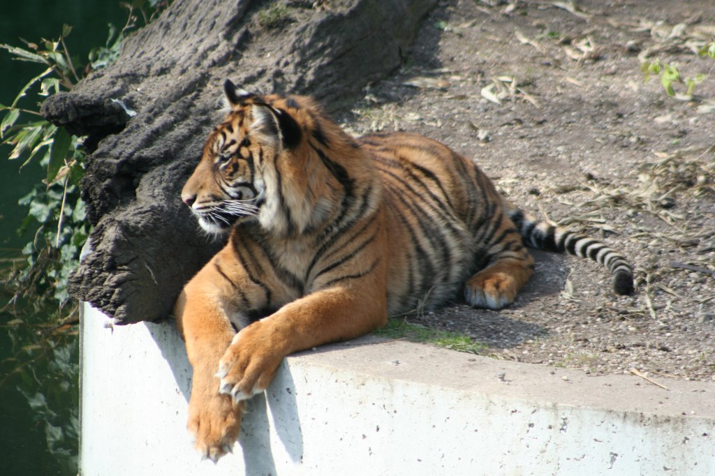 Gibt es dort was neues zu sehen? Nein, dafr lohnt es sich nicht aufzustehen. Sumatra-Tiger (Neofelis tigris sumatrae) am 30.3.2008 in der Wilhelma.