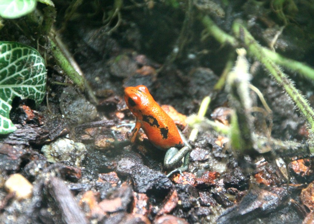 Giftiger Erdbeerfrosch (Dendrobates pumilia) am 12.3.2010 im Zooaquarium Berlin.