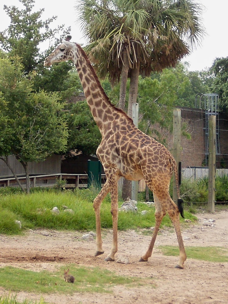 Giraffe im Zoo von Houston, TX (27.05.09)