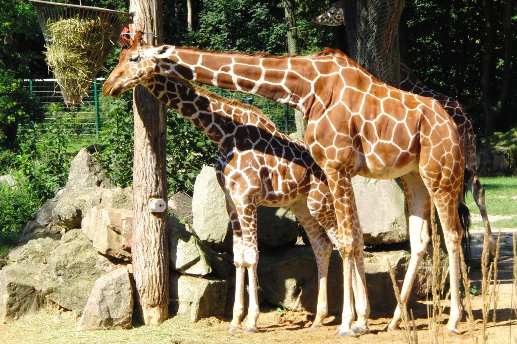 Giraffen im Nrnberger Tiergarten, aufgenommen am 27.7.2011