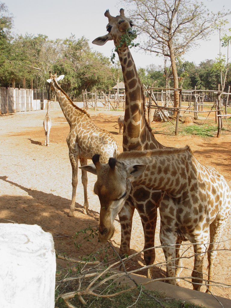 Giraffen im Zoo von Nakhon Ratchasima (Korat) im Nordosten Thailands am 10.01.2009