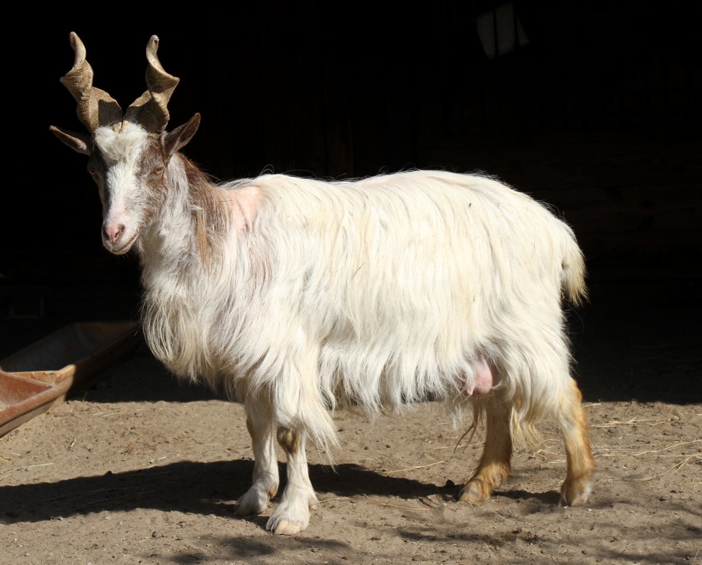 Haus- und Nutztiere / Ziegen / Girgentana-Ziege. 