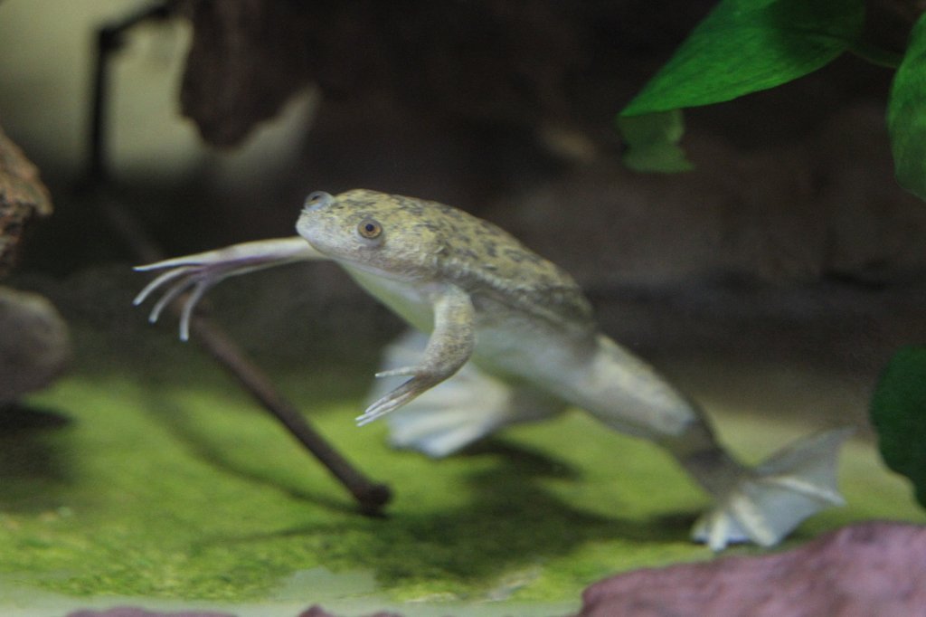 Glatter Krallenfrosch oder auch auch Afrikanischer Krallenfrosch oder Apothekerfrosch (Xenopus laevis) am 25.9.2010 im Toronto Zoo.