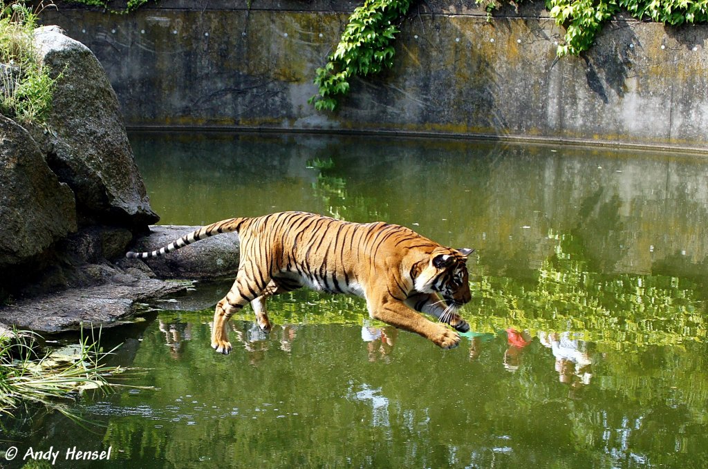  Gleich hab' ich euch.  Indochinesischer Tiger oder auch als Hinterindischer Tiger bekannt.