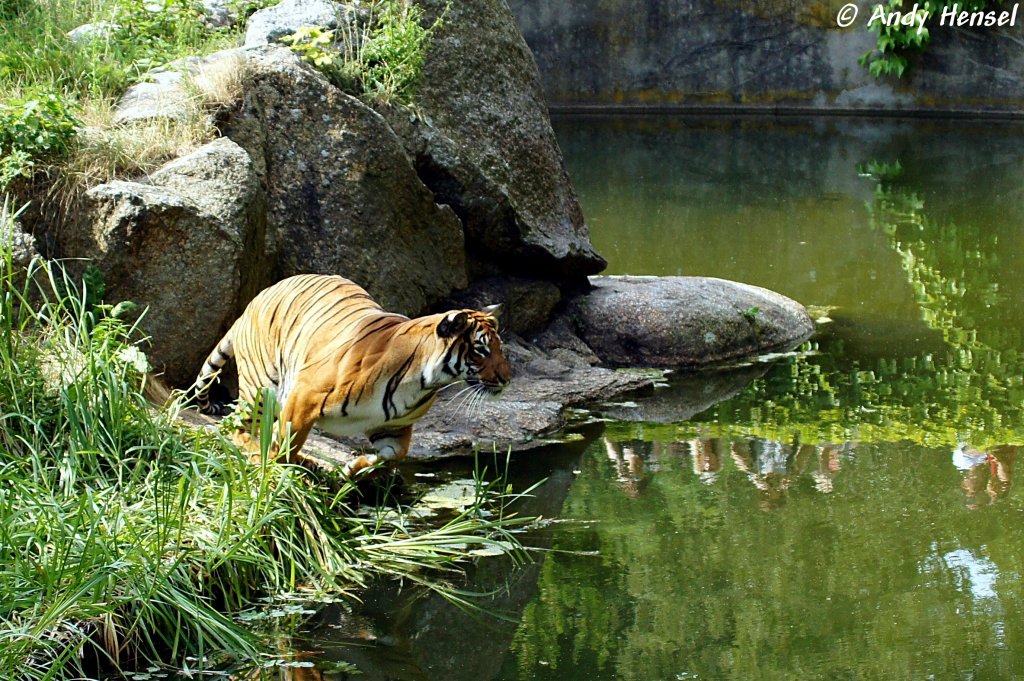  Gleich mal verjagen.  Indochinesischer Tiger oder auch als Hinterindischer Tiger bekannt.