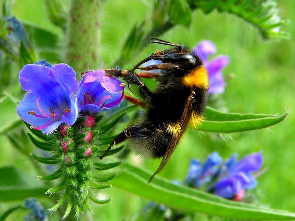 Gleich wird die Hummel ihren  Saugrssel  in Blte stecken!080617