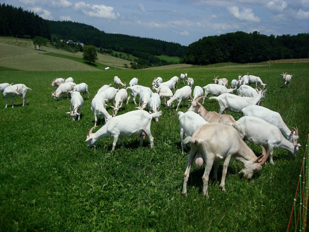 Glckliche Deutsche Edelziegen im Schwarzwald,
Juli 2010