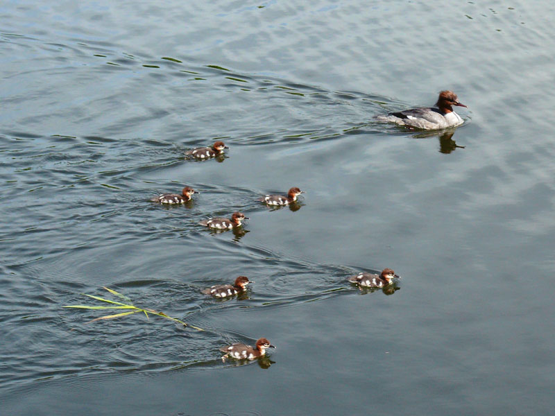 Gnsesger (Mergus merganser) -Weibchen mit sieben Kken auf dem Elbe-Lbeck-Kanal; 29.05.2010

