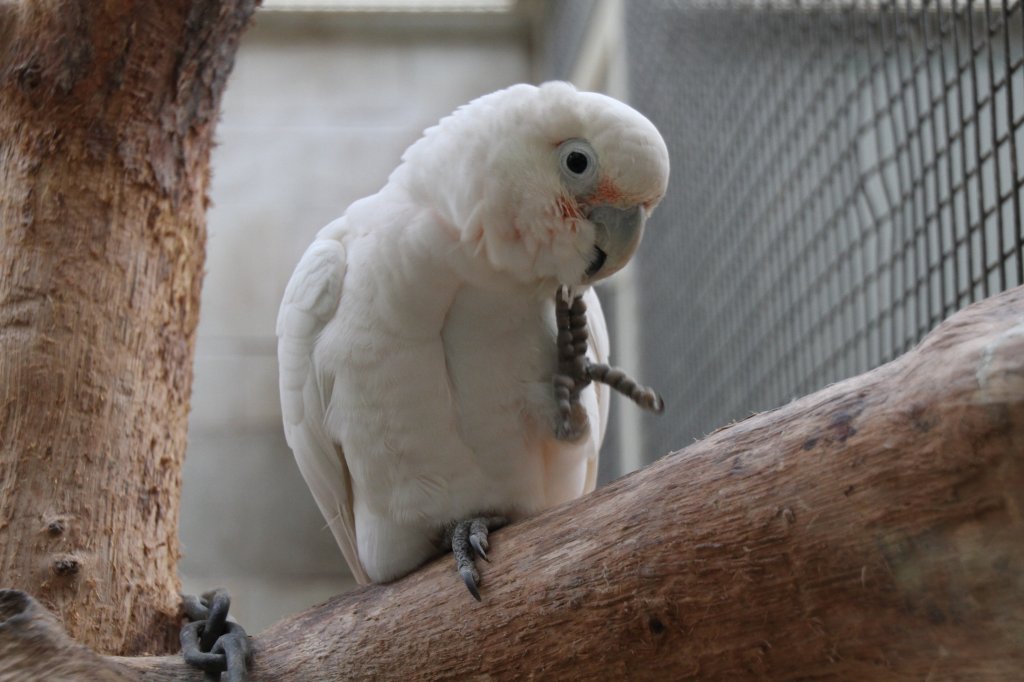 Goffinkakadu (Cacatua goffiniana) am 11.3.2010 im Zoo Berlin.