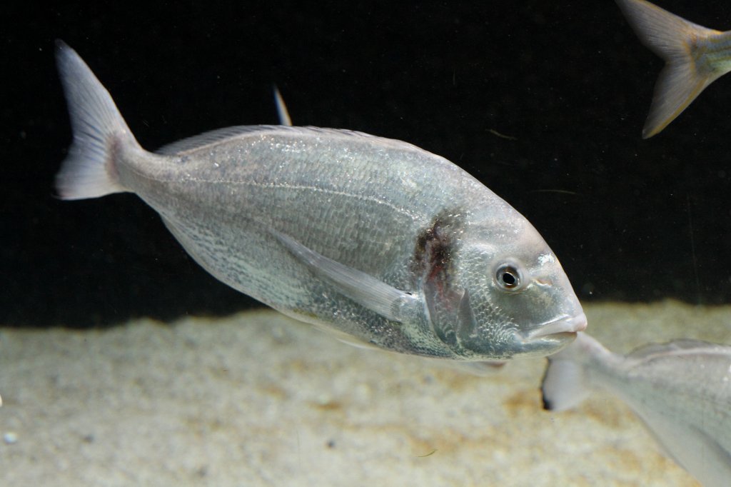 Goldbrasse (Sparus auratus) am 19.3.2010 im Zooaquarium Basel.