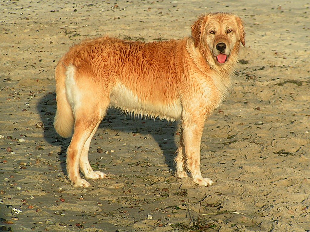 Golden Retriever nach einem Bad in der Ostsee, am Strand von Warnemünde;070828
